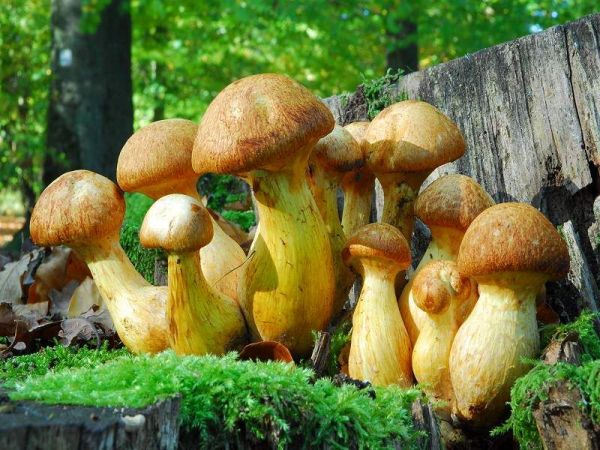 Beringter Flämmling-Gymnopilus junonius