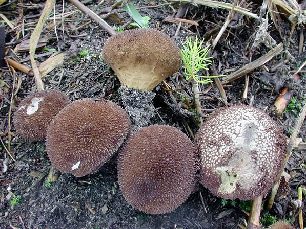 Schwärzlicher Stäubling-Lycoperdon nigrescens