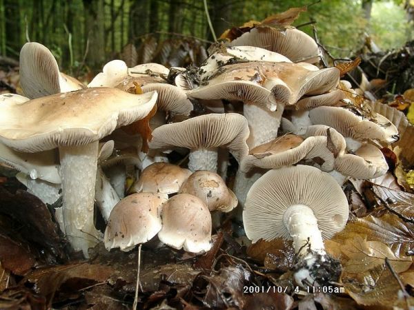 Grosser Rettichfälbling-Hebeloma sinapizans