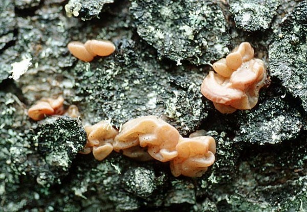 Kirschbaum-Gallertpilz-Craterocolla cerasi