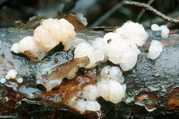 Alabaster-Kernling-Tremella encephala
