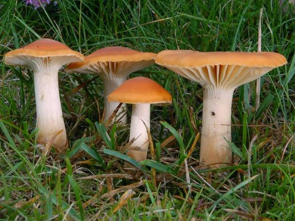 Orangefarbener Wiesenellerling-Hygrocybe pratensis