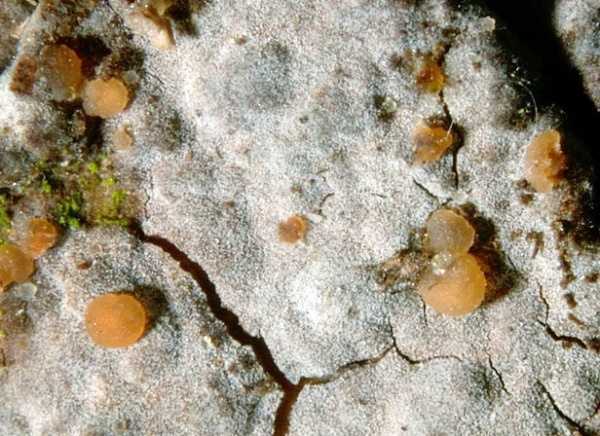 :-Tremella versicolor
