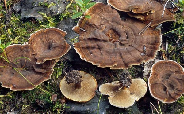 Gebänderter Dauerporling-Coltricia perennis