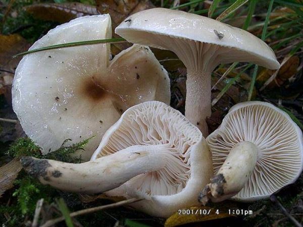 Orangefalber Schneckling-Hygrophorus unicolor