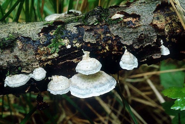 Blauender Laubholzsaftporling-Postia subcaesia