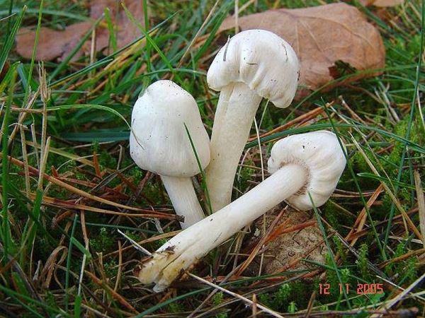 Weissrosa Risspilz-Inocybe whitei