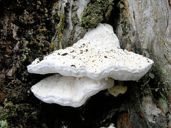 Bitterer Saftporling-Postia stiptica