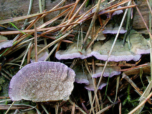 Gemeiner Violettporling-Trichaptum abietinum