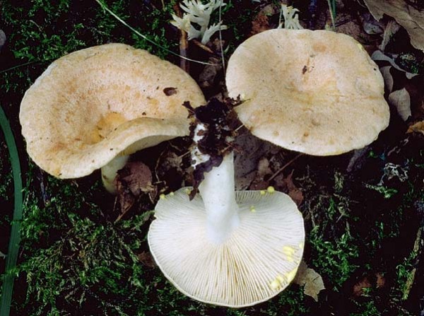 Goldflüssiger Milchling-Lactarius chrysorrheus