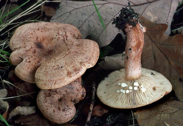Eichenmilchling-Lactarius quietus