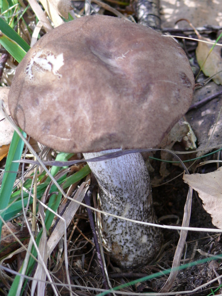 Birkenpilz-Leccinum scabrum