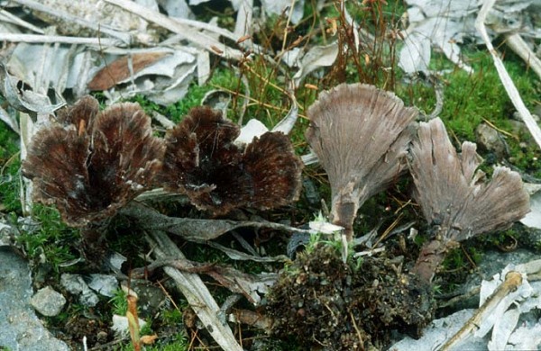 Trichter-Warzenpilz-Thelephora caryophyllea