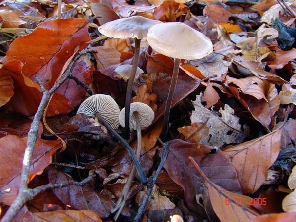 Langstieliger Knoblauchschwindling-Marasmius alliaceus