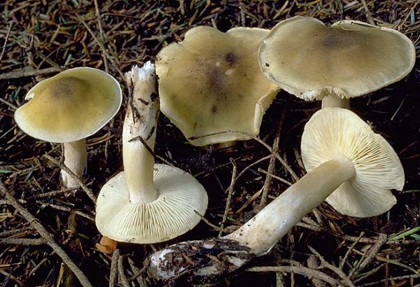 Seifenritterling-Tricholoma saponaceum var. saponaceum
