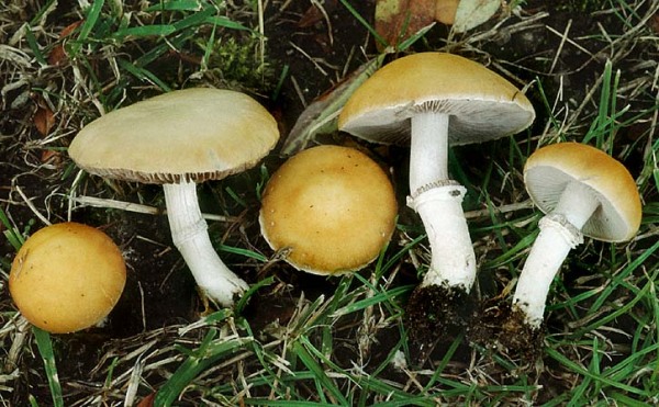 Krönchenträuschling-Stropharia coronilla