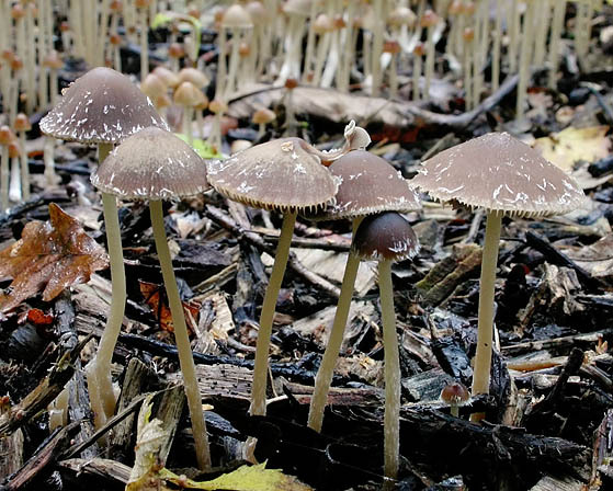 Wurzelnder Faserling-Psathyrella microrrhiza