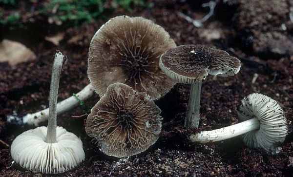 Graustieliger Aderndachpilz-Pluteus thomsonii