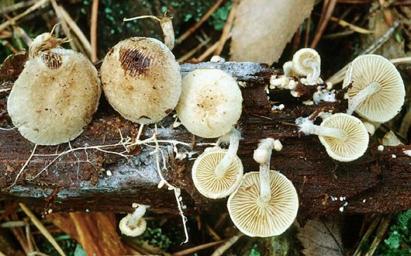 Seidiger Schüppling-Pholiota scamba