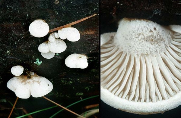 Milder Zwergknäueling-Panellus mitis