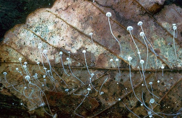 Buchenblatthelmling-Mycena capillaris