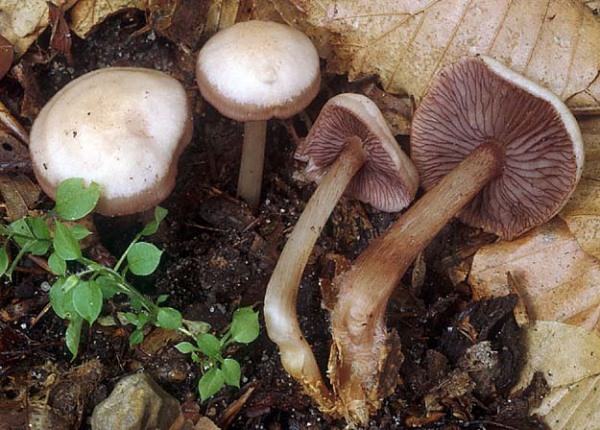 Schwarzgezähnelter Rettichhelmling-Mycena pelianthina