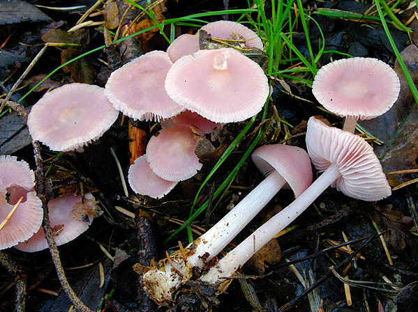 Rosa Rettich-Helmling-Mycena rosea