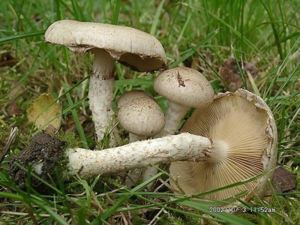 Gummischüppling-Pholiota gummosa