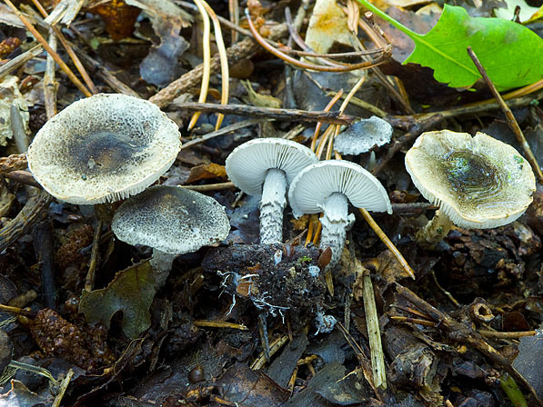 Graugrüner Schirmling-Lepiota griseovirens