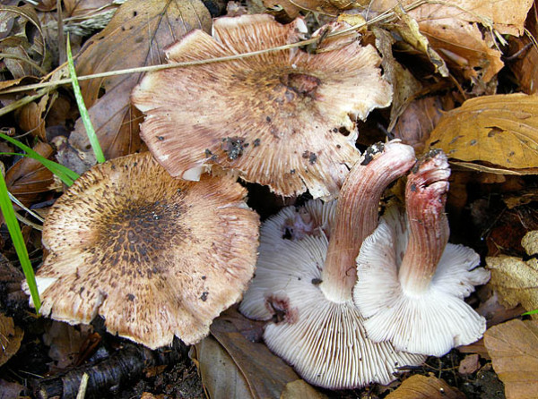 Weinrötlicher Risspilz-Inocybe adaequata