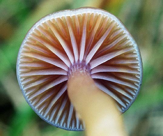 Zäher Saftling-Hygrocybe laeta