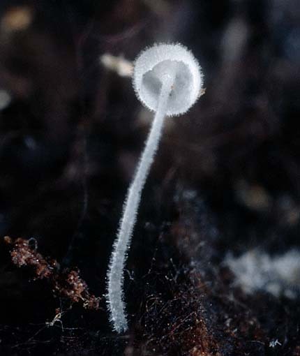 Feinhaariger Scheinhelmling-Hemimycena mauretanica