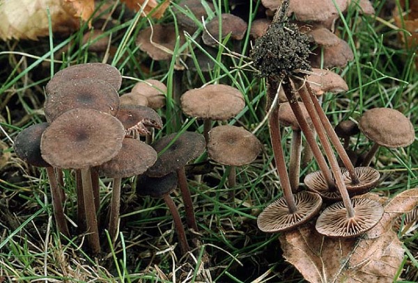 Gymnopus fagiphilus-Gymnopus fagiphilus