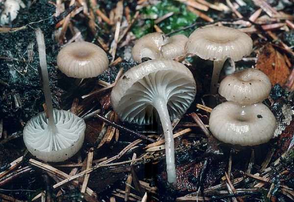 : Nabeltrichterchen-Gerronema minutum