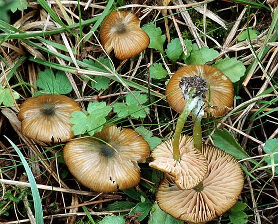 Braungrüner Zärtling-Entoloma incanum