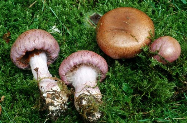 Purpurfleckender Klumpfuss-Cortinarius purpurascens