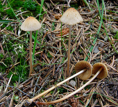 Schwachgestreiftes Samthäubchen-Conocybe juniana