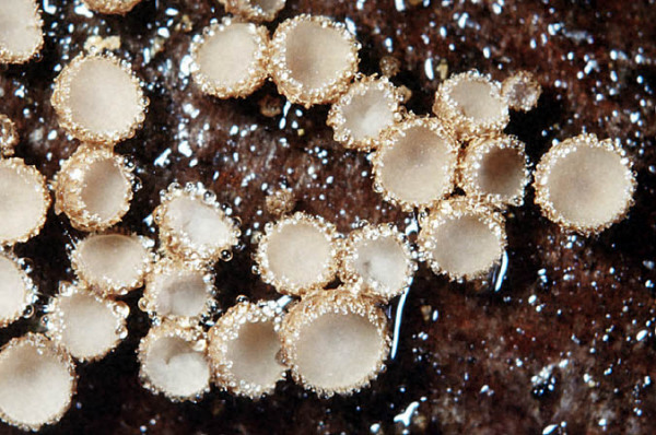 :-Brunnipila calyculiformis