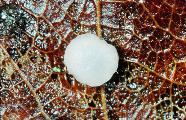 :-Calycellina populina