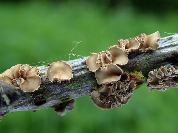 :-Cenangiopsis quercicola