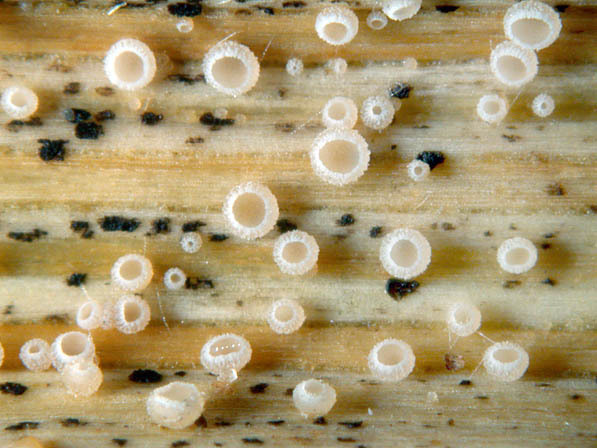 :-Cistella hungarica