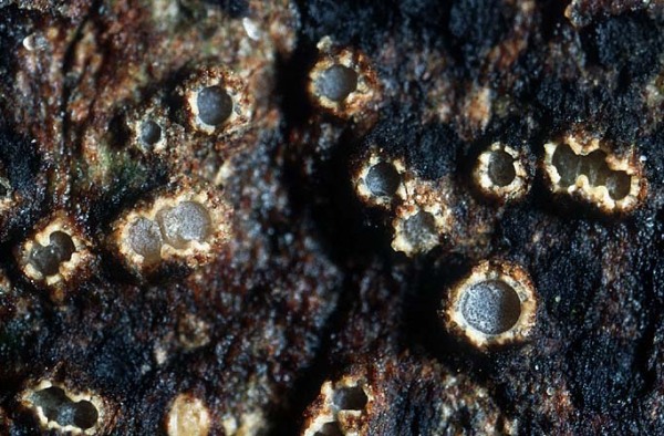 Keulensporiges Höhlenbecherchen-Cryptodiscus rhopaloides