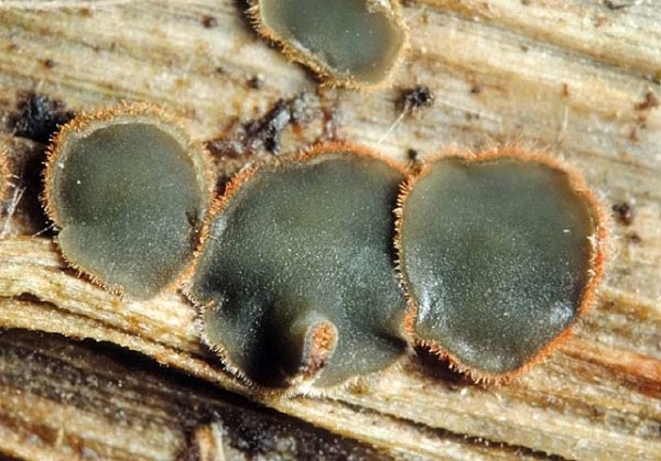 :-Dennisiodiscus prasinus