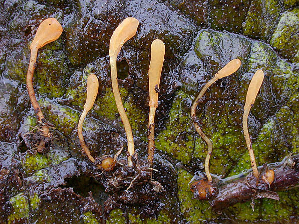 Gelber Sklerotien-Häubchenpilz-Episclerotium sclerotipus
