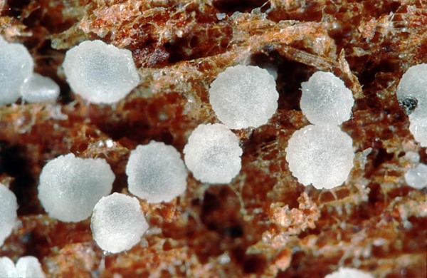 :-Gorgoniceps aridula