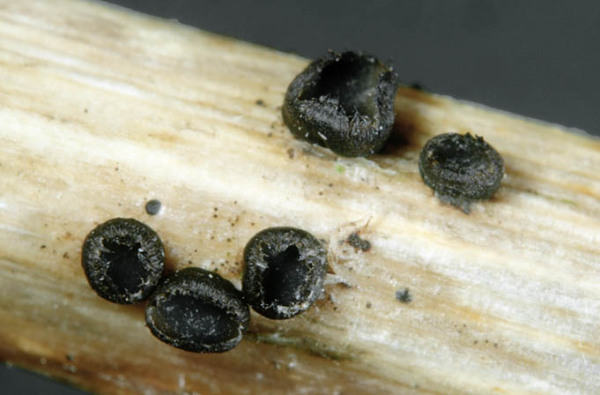 Schüsselförmiges Kugelbecherchen-Heterosphaeria patella
