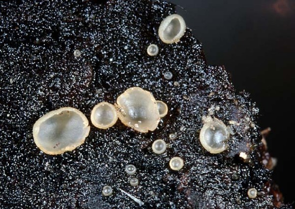 :-Orbilia auricolor