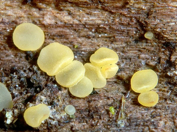 Bartloses Stängelbecherchen-Hymenoscyphus imberbis