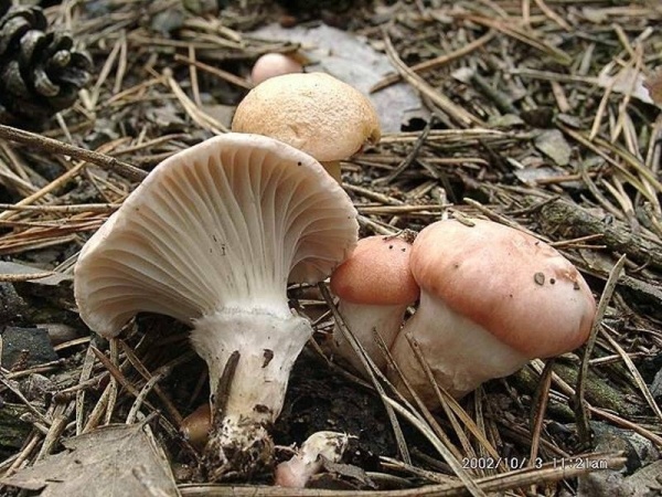 Rosenroter Schmierling-Gomphidius roseus