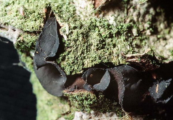 Braunschwarzer Rindenbecher-Ionomidotis fulvotingens